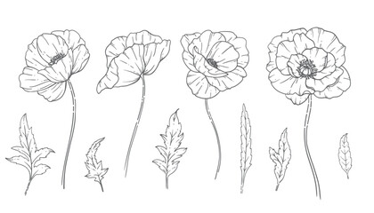 Poppy Flower Line Art, Fine Line Poppy Bouquets Hand Drawn Illustration. Coloring Page with Flowers.