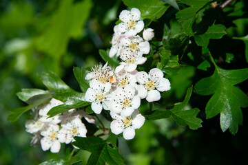 Weissdornblüten - wertvolle Arzneipflanze für Herz und Kreislauf