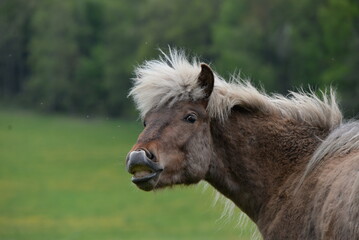 Fototapeta premium Junge Islandhengste auf der Weide
