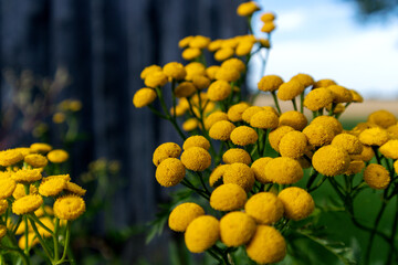 a bunch of yellow flowers with a blue sky in the background