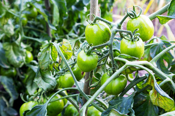 
Close-up of tomato plant with green tomatoes.