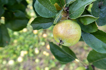 a green apple that is growing on a tree