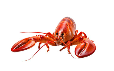 An illustration of a lobster isolated on a white background, Generative Ai