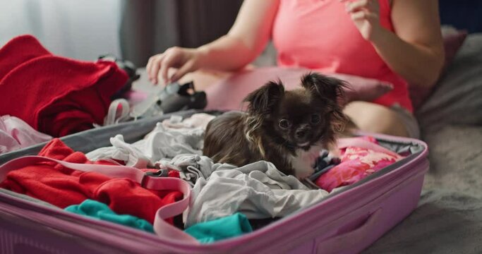 Funny video of a dog playing with clothes in a suitcase. Collecting luggage for a vacation trip with a pet. High quality 4k footage
