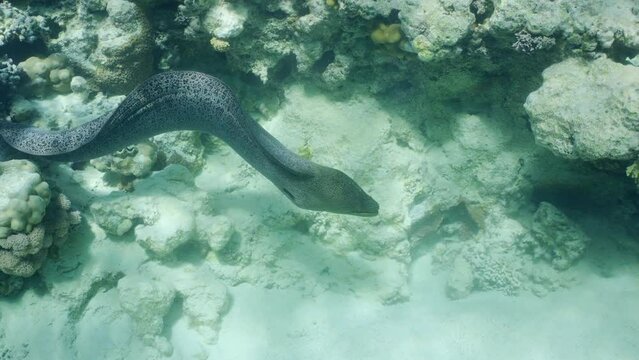 Giant moray eel (Gymnothorax javanicus) swims near corals on top of shallow reef on sunny day in bright sunrays, Slow motion