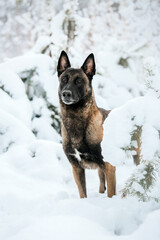 Belgian Shepherd Dog in the snow. Malinois dog in winter landscape