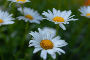 Obraz premium Beautiful nature scene with blooming chamomile. Wallpaper, poster with natural background. Selective focus. Chamomile flower on the background of nature.