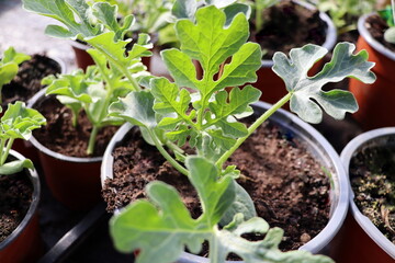 Watermelon seedlings, young sprouts in pots as new life concept