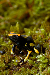 Dyeing poison dart frog // Färberfrosch (Dendrobates tinctorius) - Alanis, Surinam