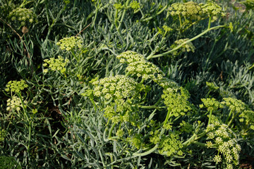 Hinojo marino, perejil marino  (Crithmum maritimum)