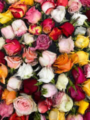 Colorful roses background. Fountain full of bright flowers. Pink, red, orange, and white roses. 