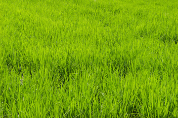 Closeup of ricefield full of paddy