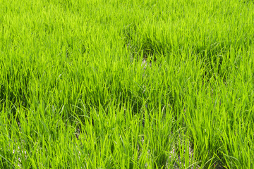 Closeup of ricefield full of paddy