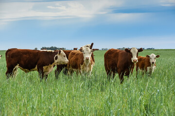 Fototapeta na wymiar Countryside landscape with cows grazing, La Pampa, Argentina