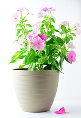 Vinca plant on white background.
