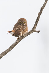 Ferruginous Pygmy owl, Glaucidium brasilianum, Calden forest, La Pampa Province, Patagonia, Argentina.