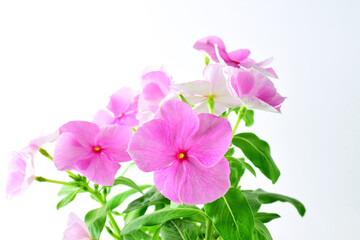 Close up. Vinca plant on light background and copy space.