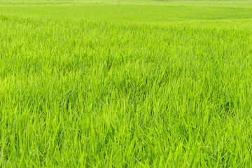 Obraz na płótnie Canvas Closeup of ricefield full of paddy