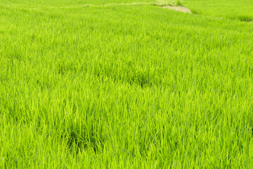 Obraz na płótnie Canvas Closeup of ricefield full of paddy
