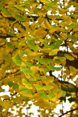 Ginkgo Baum mit gelben Blättern im Herbst