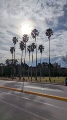 Palmeras