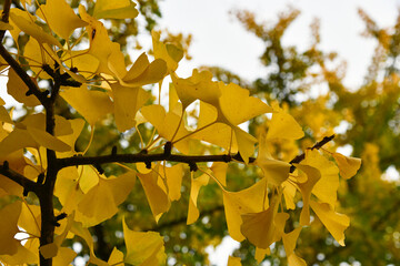 Ginkgo Baum mit gelben Blättern im Herbst