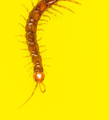 Centipede isolated on yellow background.