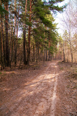 Fototapeta premium Dirt road in the forest in spring.
