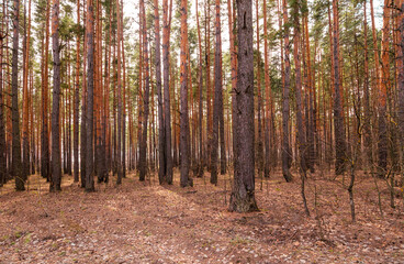 Trunks of coniferous trees in the forest as a background.