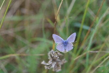 common blue butterfly on a flower. 