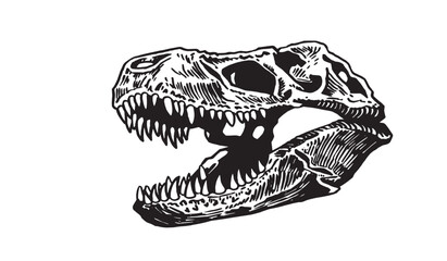 Graphical skull of tyrannosaurus isolated on white,vector illustration, fossils © Алексей Воробьёв