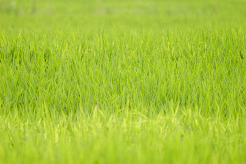 Closeup of ricefield full of paddy