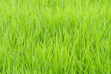 Closeup of ricefield full of paddy
