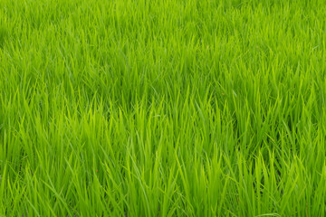 Closeup of ricefield full of paddy