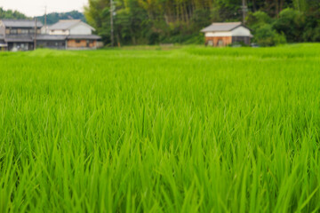 Closeup of ricefield full of paddy