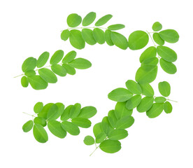 Moringa leaves have medicinal properties. top view transparent png