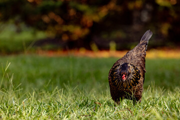 a single dark colored egg laying hen chicken forages for food in the grass on a farm