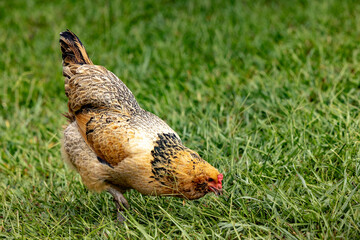 A single hen chicken foraging for food in a field on a homestead