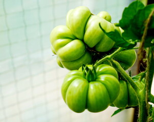 a close-up of a harvest of ripening green tomatoes with garlic slices on a branch among green leaves on a bush in a greenhouse on a garden plot. The concept of growing eco-friendly products