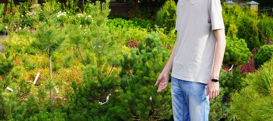 a young gardener chooses pine seedlings with round crowns in a nursery of garden plants in summer