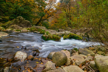 緑が色付く渓流の秋