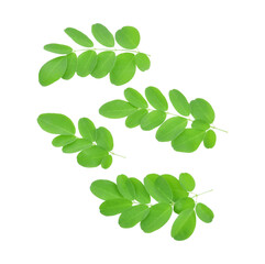 Moringa leaves have medicinal properties. top view transparent png