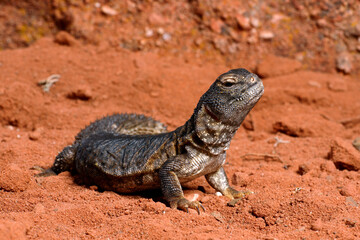 Nordafrikanische Dornschwanzagame // Moroccan spiny-tailed lizard (Uromastyx acanthinura nigriventris / Uromastyx nigriventris) - Morocco