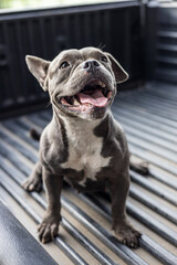 Close-up view of a short, short-legged, gray-haired, white-breasted American dog.