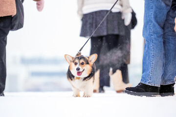 Corgi dog on the street in winter. Welsh corgi Pembroke dogs in winter - Powered by Adobe