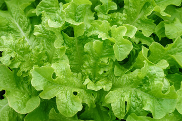 Green fresh lettuce leaves close-up. Harvest of growing salad vegetable in greenhouse