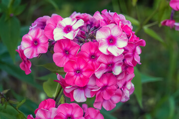 Phlox- flox flowers with beautiful pink petals