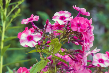 Phlox- flox flowers with beautiful pink petals
