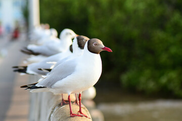Obraz premium seagull on the beach