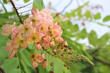 pink and white flowers